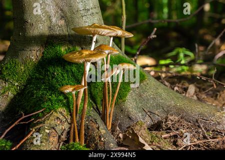 Essbare Pilze Hymenopellis radicata oder Xerula radicata auf einer Bergwiese. Auch bekannt als Wurzelpilz oder Wurzelstiel. Wildpilze wachsen Stockfoto