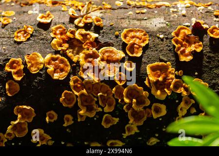 Stereum hirsutum, auch bekannt als falsche putenschwanzkruste und behaarte Vorhangkruste, ist ein Pilz, der typischerweise mehrere Klammern auf totem Holz bildet. Es ist auch ein Pl Stockfoto