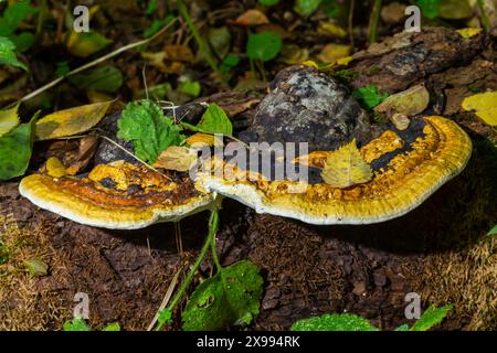 Braunbärenbrotpilz mit weißen Borten und grünem Moos im Wald - Ganoderma applanatum. Stockfoto