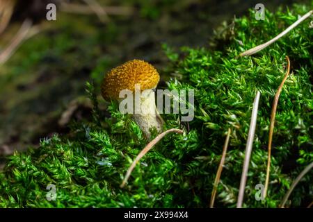 Pilze von Honigpilzen aus der Nähe auf dunklem Hintergrund wachsen im Wald. Stockfoto