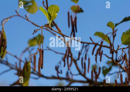 Gesprenkelte Erlen verbreiten ihren Samen durch kegelförmige Strukturen. Stockfoto