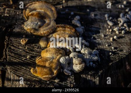 Fomes fomentarius Pilz auf dem Kofferraum einer alten Pappel an einem Sommertag. Stockfoto