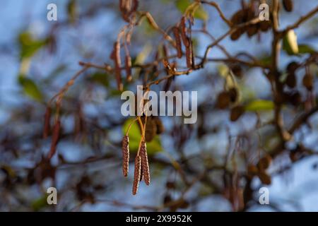 Gesprenkelte Erlen verbreiten ihren Samen durch kegelförmige Strukturen. Stockfoto