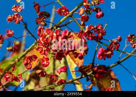 Euonymus europaeus, gemeinsamer Spindelrosa Früchte Nahaufnahme selektiver Fokus. Stockfoto