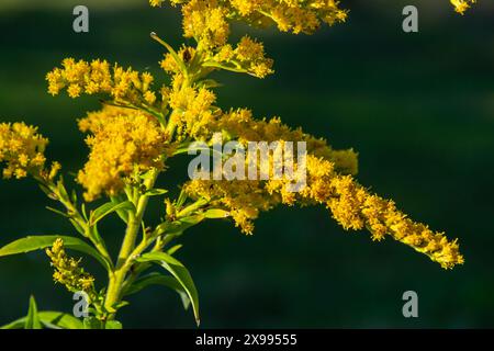 Solidago canadensis Canada goldenrod yellow flowers Closeup. Stockfoto