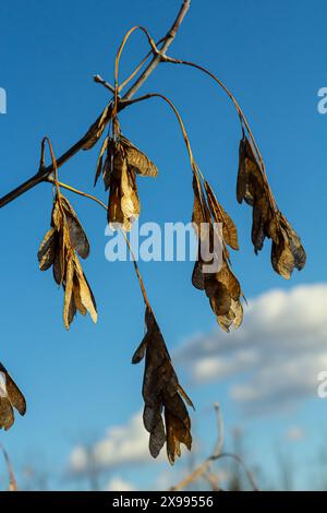 Gelbe Ahornsamen am blauen Himmel. Makro. Ahornzweige mit goldenen Samen an einem klaren, sonnigen Tag. Nahaufnahme. Frühjahrskonzept. Leuchtendes Beautifu Stockfoto