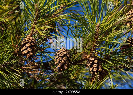 Nahaufnahme auf einem hübschen Kiefernkegel, der an seinem Ast hängt und von seinen grünen Dornen umgeben ist. Tannenzapfen, Tannenzapfen, Tannenzweige und blauer Himmel. Stockfoto