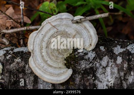 Fomes fomentarius Pilz auf dem Kofferraum einer alten Pappel an einem Sommertag. Stockfoto