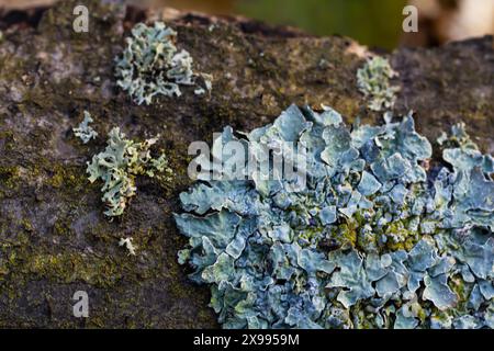 Nahaufnahme von Flechten Hypogymnia physodes an einem alten Baumzweig. Stockfoto