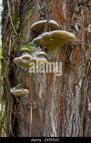 Fomes fomentarius Pilz auf dem Kofferraum einer alten Pappel an einem Sommertag. Stockfoto