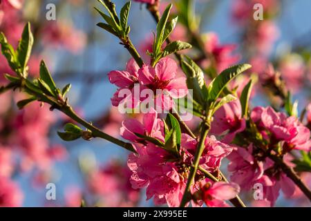 Wunderschöne rosa Pfirsichblüten in einem Garten, rosa Pfirsichblüten blühen auf Pfirsichbaum, schöne Pfirsichblüten aus nächster Nähe - als Hintergrund, blühende Kleie Stockfoto