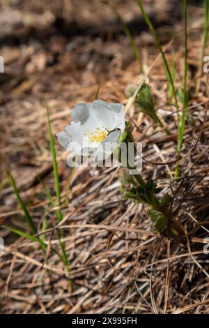 Rubus chamaemorus, blühende Wolkenbeerblüte Stockfoto