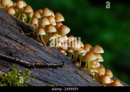 Ungenießbarer Pilz wächst in Wäldern, Mitteleuropa, Mycena renati. Stockfoto