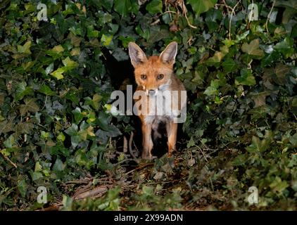 Rotfuchs, Vulpes vulpes, stehend vor dem Eingang zur Höhle unter dem Gartenschuppen in der Nacht, London, Großbritannien Stockfoto