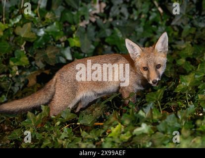 Red Fox Cub, Vulpes vulpes, London, Vereinigtes Königreich Stockfoto