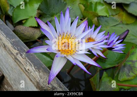 Nahaufnahme der tagesblühenden Nymphaea nouchali „Bua Phan“-Wasserlilienblüten mit hellblauen Blüten, die im tropischen Asien beheimatet sind und hier in Thailand gesehen werden Stockfoto