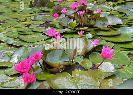 Nächtliche Nymphaea rubra rote Wasserlilien, 'Bua Sai', heimisch im tropischen Asien, hier in einem Feuchtteich in Thailand zu sehen Stockfoto