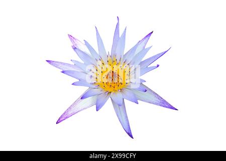 Eine Nymphaea nouchali 'Bua Phan' Wasserlilienblume mit hellblauen Blüten, isoliert auf weißem Hintergrund Stockfoto