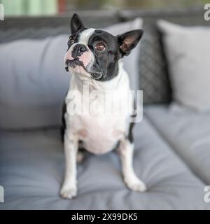 Der dreijährige Boston Terrier saß auf der Couch Stockfoto
