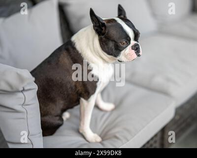 Der dreijährige Boston Terrier saß auf der Couch Stockfoto