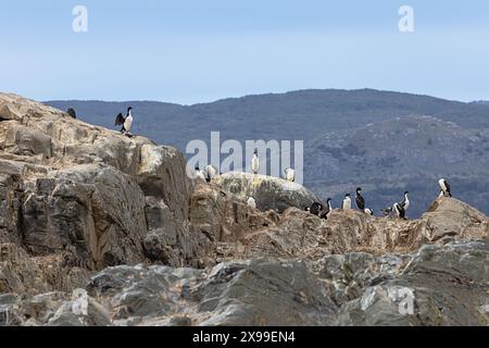 Nahaufnahme einer Kolonie von Steinfischen auf einer der Eclaireurs Islands im Beagle Channel, direkt außerhalb des Hafens von Ushuaia, selektiver Fokus auf B Stockfoto