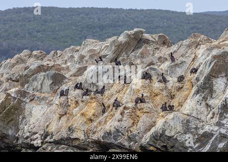 Felsenhag nistet auf einer der Eclaireurs Islands im Beagle Channel, gleich außerhalb des Hafens von Ushuaia, selektiver Fokus auf die Vögel Stockfoto