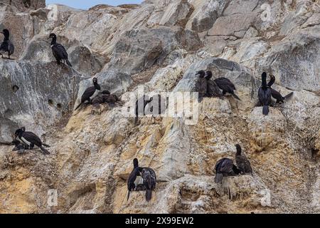 Felsshags mit Küken nisten auf einer der Eclaireurs Islands im Beagle Channel, gleich außerhalb des Hafens von Ushuaia Stockfoto