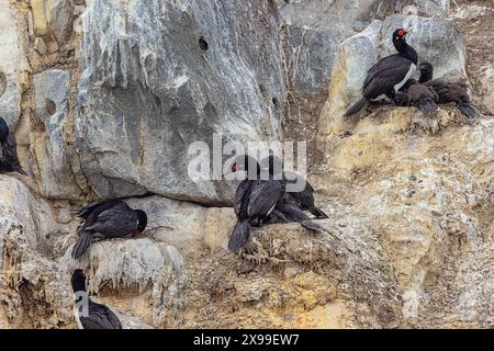 Nahaufnahme von Felsshags mit Küken, die auf einer der Eclaireurs Islands im Beagle Channel nisten, gleich außerhalb des Hafens von Ushuaia, selektiver Fokus Stockfoto