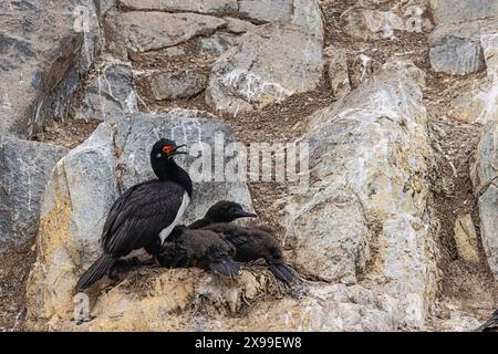 Nahaufnahme eines Nestes von Steinschnecken mit Küken, die auf einer der Eclaireurs Islands im Beagle-Kanal nisten, gleich außerhalb des Hafens von Ushuaia Stockfoto