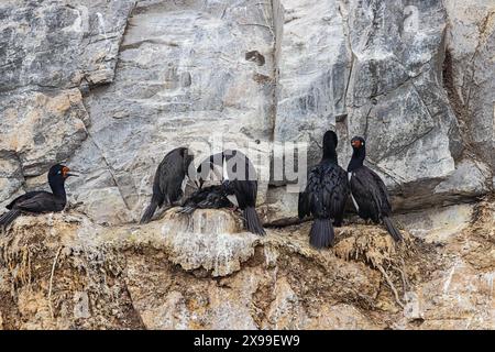 Mehrere Nester von Felsshags mit Küken nisten auf einer der Eclaireurs Islands im Beagle Channel, gleich außerhalb des Hafens von Ushuaia Stockfoto