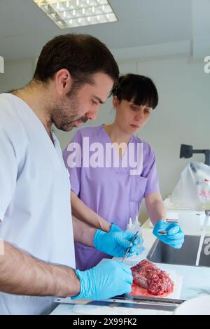 Makros-Bereich, Schnitzen, Probenauswahl von Schilddrüsengewebe, Anatomische Pathologie, Krankenhaus Donostia, San Sebastian, Gipuzkoa, Baskenland, Spanien. Stockfoto