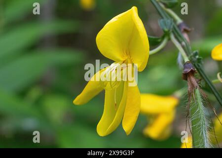 Kohlearbeiter-Besen (Cytisus scoparius) blühen im Frühjahr Stockfoto