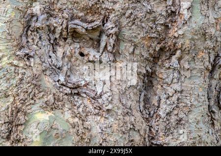 Nahaufnahme Zweige Eines Platanus hispanica Baumes in Amsterdam, Niederlande 4-4-42024 Stockfoto