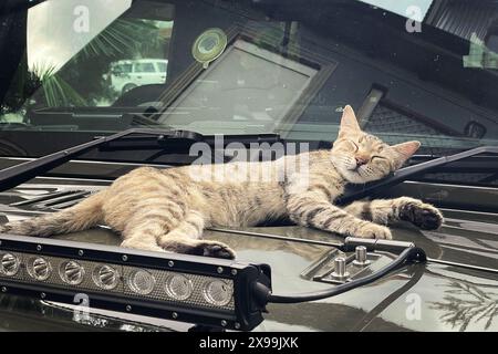 Niedliche tabbybraune europäische Kurzhaarkatze, die draußen liegt Stockfoto