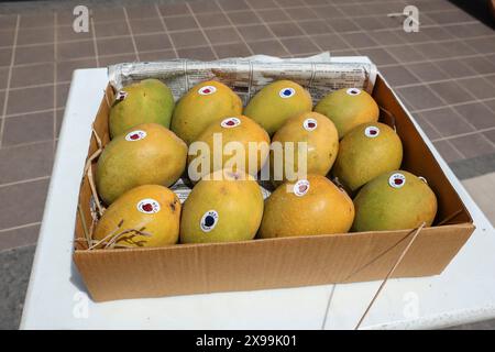 Eine Schachtel Mangos von Alphanso Ratnagiri, die man kaufen und verkaufen kann Stockfoto