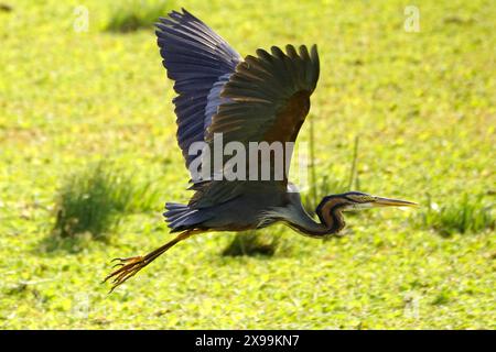 Ajmer, Indien. Mai 2024. Ein lila Reiher wird am 24. Mai 2024 über einem See in Ajmer, Rajasthan, Indien, beobachtet. Foto von ABACAPRESS. COM Credit: Abaca Press/Alamy Live News Stockfoto