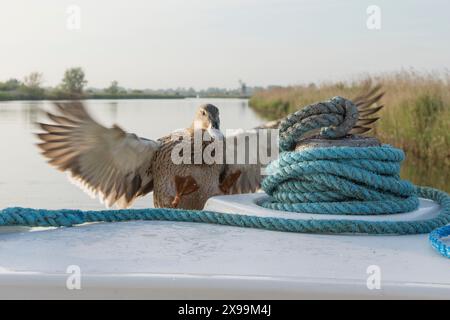 Stockenten fliegen hoch, Flügel ausgestreckt, landen auf dem Deck eines Urlaubsschiffes, in der Hoffnung, gefüttert zu werden, weiblich, die Norfolk Broads, Stockfoto