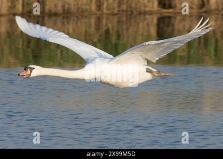 Nahaufnahme eines Schwans, der tief über den Fluss Bure fliegt, Stummschwan im Flug Stockfoto