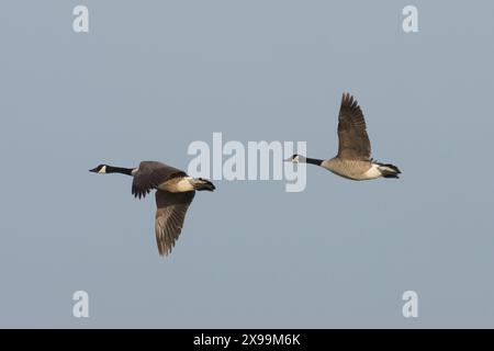 Kanadiengänse, Branta canadensis, Paarfliegen, zwei im Flug, Norfolk Broads Stockfoto