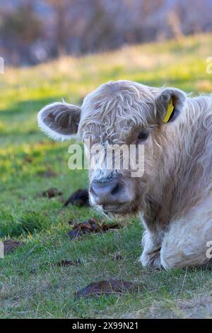 Porträt eines galloway-Kalbes auf einer natürlichen Wiese Stockfoto