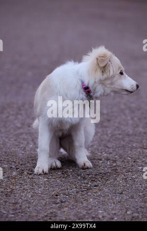 Weibliches Border Collie Hündchen in hellbraun und weiß mit einem sehr ausdrucksstarken Gesicht, das auf der Straße sitzt Stockfoto