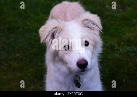 Emale Border Collie Welpe in hellbraun und weiß mit einem sehr ausdrucksstarken Gesicht, das im Garten spielt Stockfoto