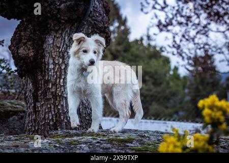Weiblicher Border Collie Welpe in hellbraun und weiß mit einem sehr ausdrucksstarken Gesicht, das im Garten spielt Stockfoto