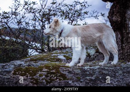 Weiblicher Border Collie Welpe in hellbraun und weiß mit einem sehr ausdrucksstarken Gesicht, das im Garten spielt Stockfoto