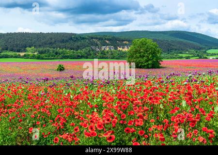 Ländliche Landschaft in der Slowakei mit Mohnblumen, Prievidza Stockfoto