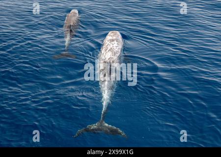 Risso Dolphin close up Portrait auf blauer Meeresoberfläche Stockfoto