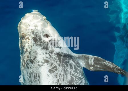 Risso Dolphin close up Portrait auf blauer Meeresoberfläche Stockfoto