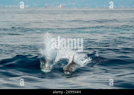 Risso Dolphin close up Portrait auf blauer Meeresoberfläche Stockfoto