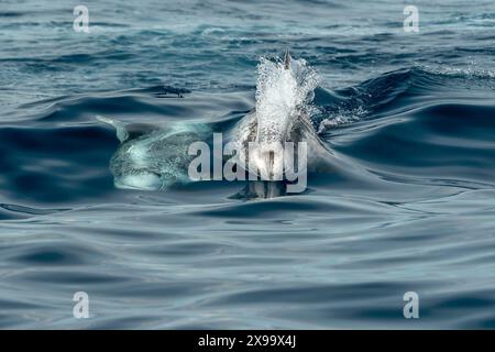 Risso Dolphin close up Portrait auf blauer Meeresoberfläche Stockfoto