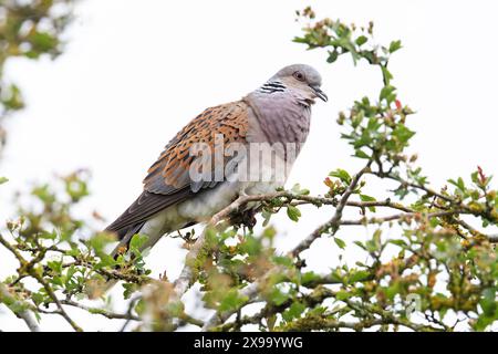 Turtle Dove (Streptopelia turtur) schnurrt Snettisham Norfolk Mai 2024 Stockfoto